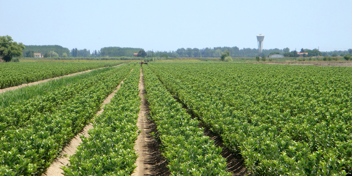 A Macfrut torna il salone dedicato al vivaismo 